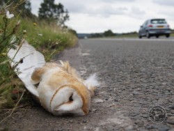 Barn Owl Road Kill Dead Sandy Osborough