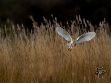 Barn Owls Flying Hunting 05