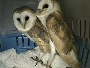 Barow Owlets Resized