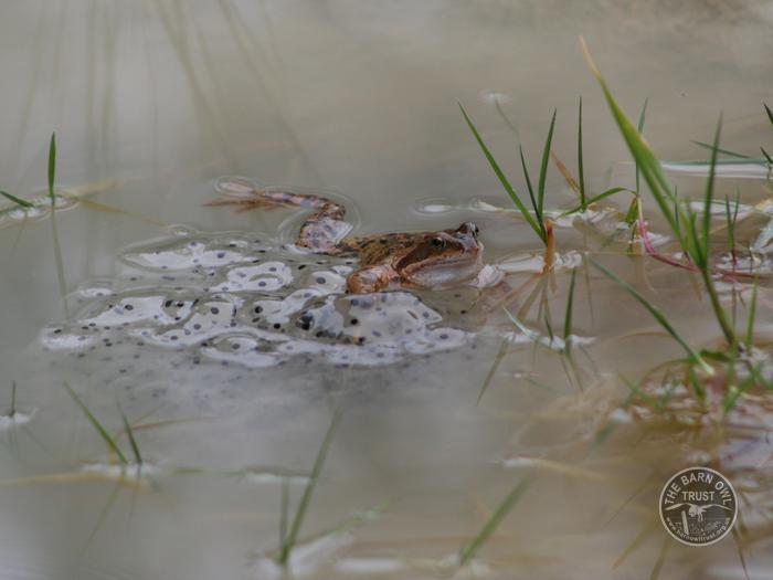 LLP Frog and frog spawn