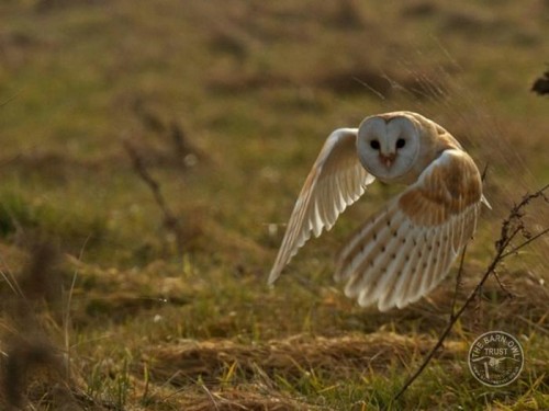 Barn Owl plumage is camouflage [Russell Savory]