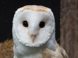 Barn Owl Trust Baley