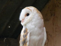 Barn Owl Trust Earnest
