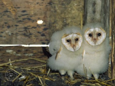 Barn Owl Nestlings 07 Helier Mason