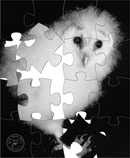 Barn Owlet Jigsaw Puzzle Pieces