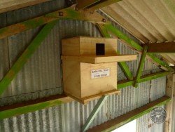 Barn Owl nestbox Best Place Indoor 