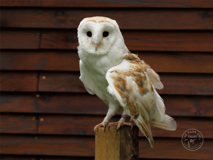 Barn Owl Trust Del