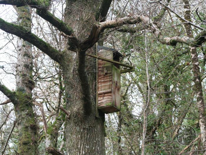 Tawny Owl box Quality nestboxes from The Barn Owl Trust