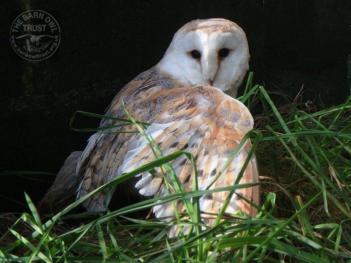 Willow adopt a Barn Owl
