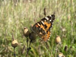 Painted Lady -September 2023