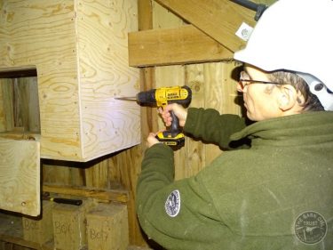 Barn Owl Internal Provision Drilling Peephole