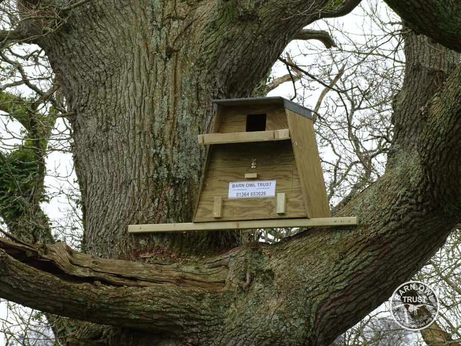 A nestbox in the boughs of a tree