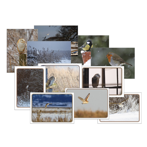 Barn Owl Christmas card bumper pack The Barn Owl Trust
