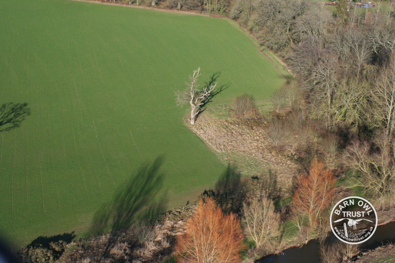 Aerial tree for box honiton david ramsden 190111b 062 scaled 1 small