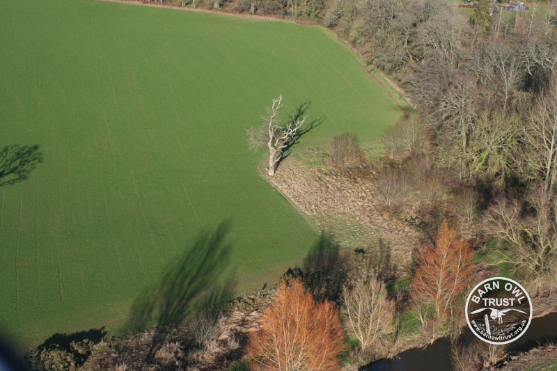 Aerial shot of a tree in a field, standing out from the edge of a forest and partly surrounded by rough grass