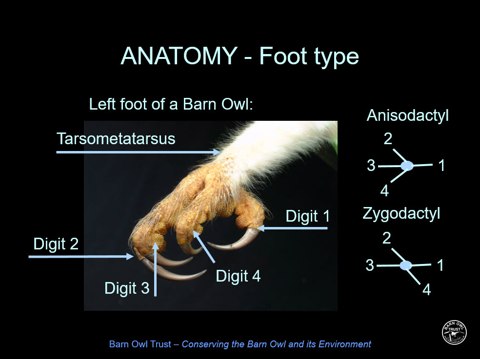 Anatomy and physiology presentation slide 3