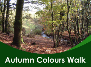 Autumn colours walk