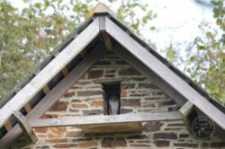 Barn Owl in Wildlife Tower