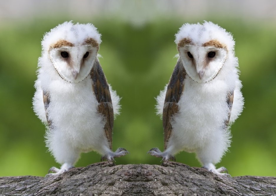 Barow owlet on branch [richard tadman] (b) for hub page jokes