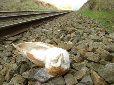 Barn Owl killed by train - Barn Owl Trust