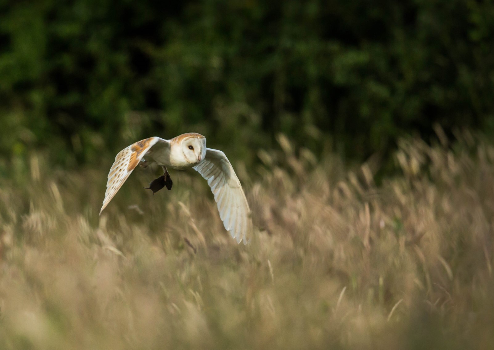 Barow hunting vole flight grassland phil thorogood 160819 c resized for hub page