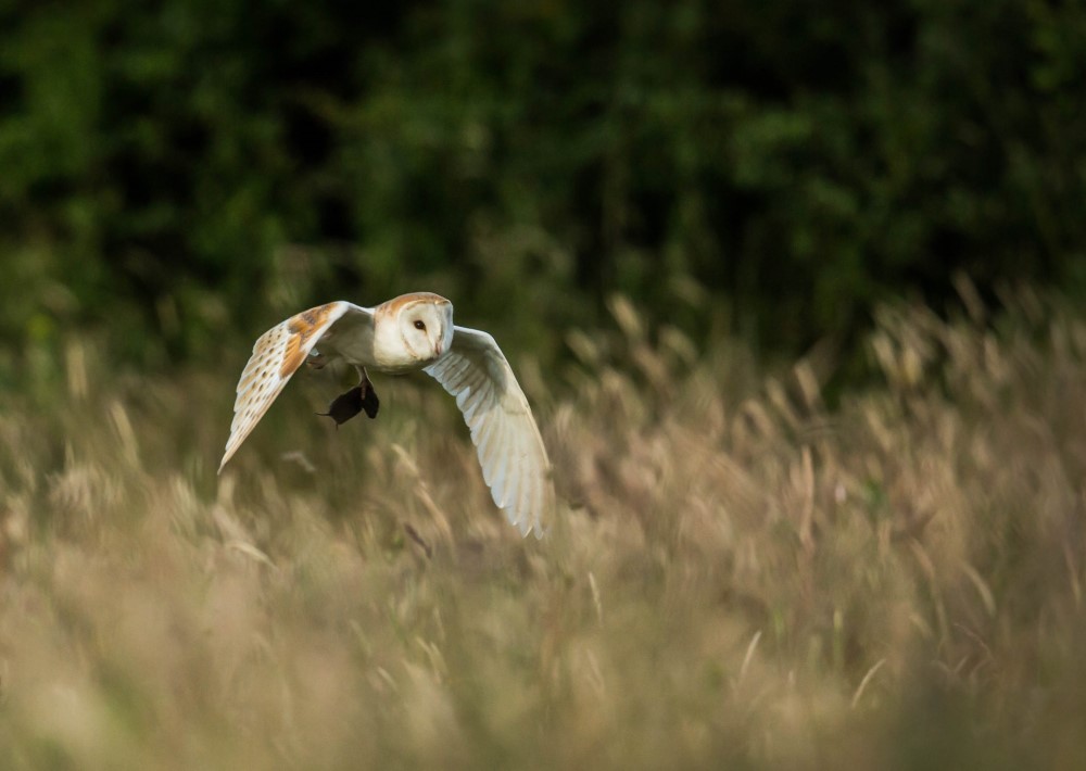 Barow hunting vole flight grassland [phil thorogood] 160819 (c) resized