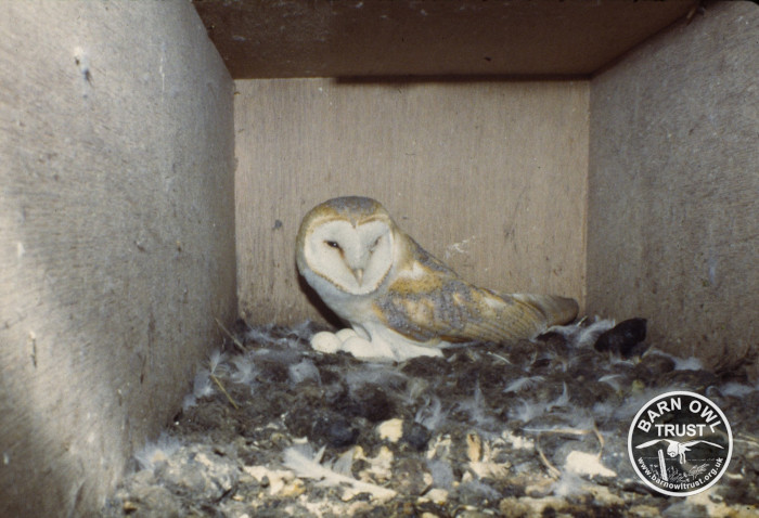 A Barn Owl incubates her egg clutch by lying atop them inside a nestbox.