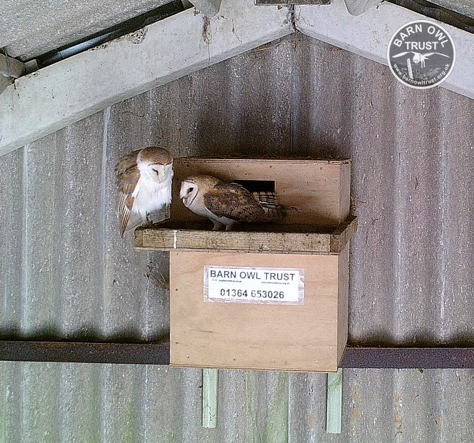 Two Barn Owls on the ledge of a nestbox in the rafters of a barn