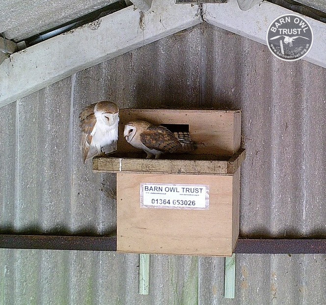 Barow nestbox day peter gillett 010715 b 1 small