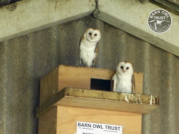 Two Barn Owls peer down from a nestbox on a high wall