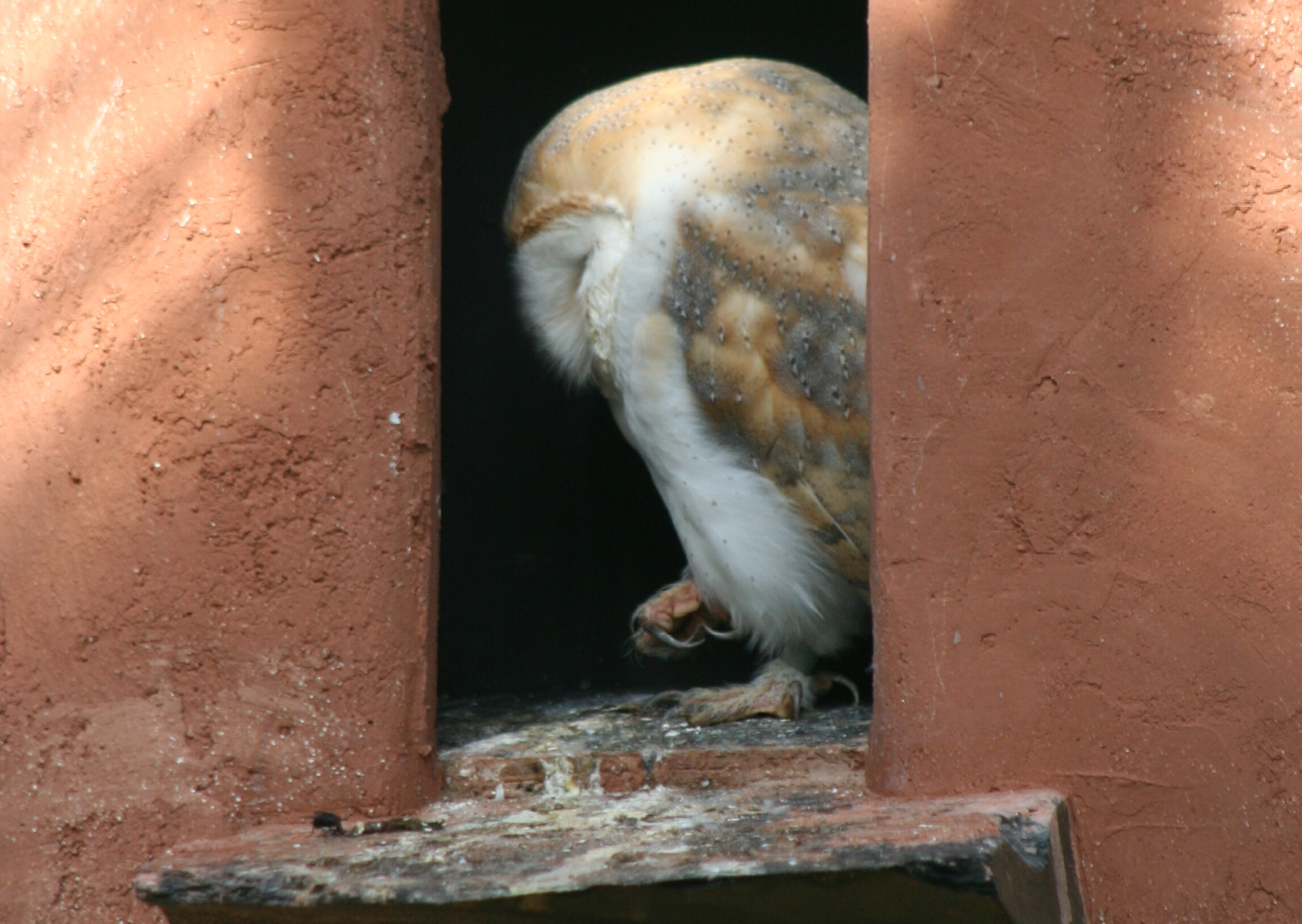 Barow roosting captive valentine david ramsden 210906 a resized for hub page