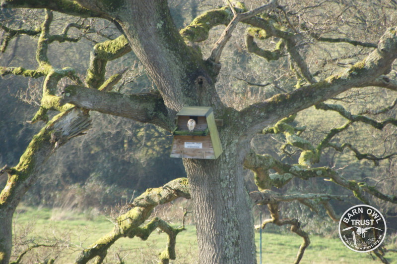 A Barn Owl perched on a nestbox in the boughs of a gnarled tree