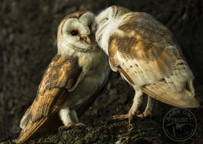 Pair of Barn Owls [Phil Thorogood]