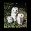Bot family of barn owls 900x900 png