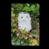 Bot mini owl natural 900x900 png