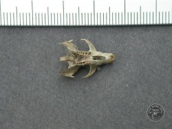 Bank Vole Skull Bottom