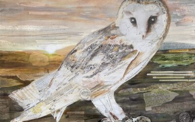 ‘The Barn Owl’ – Celebrating 40 Years of Barn Owl Conservation
