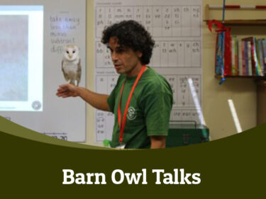 Barn owl talks