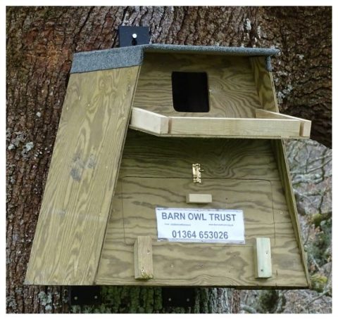 Barn Owl Tree Box In Place