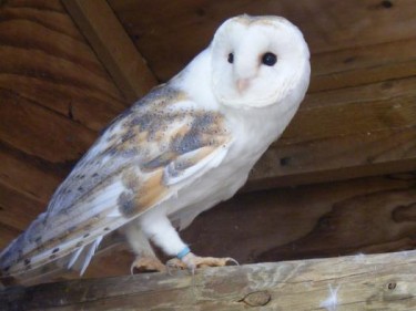 Barn Owl Trust Flinty