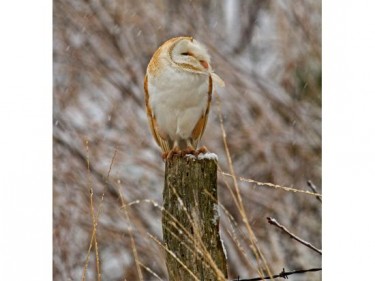 Barn Owl Trust Frist Noel Russell Savory