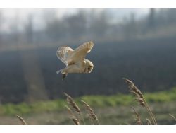 Barn Owl Trust In Search Of Prey A6 Card
