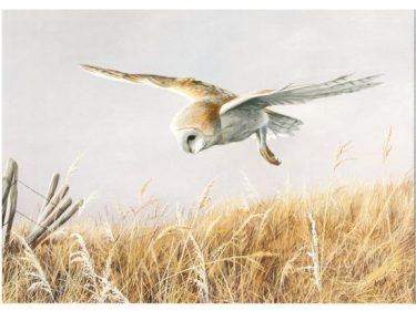 Barn Owl Trust Silent Flight A5 Card