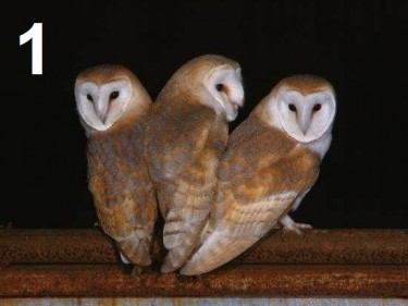 Barn Owl Trust Three Of A Kind Postcard