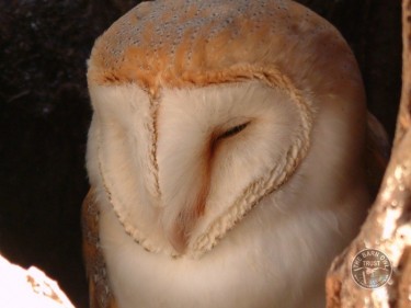 Barn Owl Anatomy Close Up Face