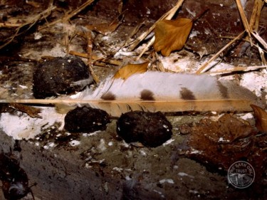Barn Owl Feathers Moulted Feather Pellets