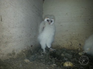 Barn Owl Fledglings 01