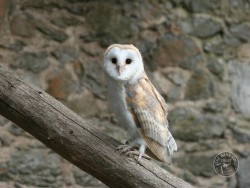Barn Owl Fledglings