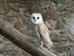 Barn Owl Fledgling