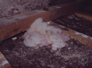 Barn Owl Nest Eggs House Loft